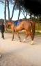 Mare Cheval de Selle Italien For sale 2020 Bay