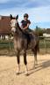 Gelding Selle Fran&ccedil;ais For sale 2022 Grey
