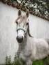 Gelding Connemara For sale 2023 Grey