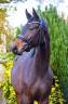 Gelding KWPN Dutch Warmblood For sale 2022 Black