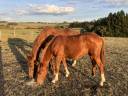 Filly Zangersheide For sale 2025 Chesnut