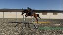 Gelding sBs Belgian Warmblood For sale 2021 Bay