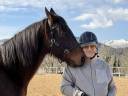 Gelding French Trotter For sale 2018 Bay