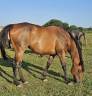 Broodmare Thoroughbred For sale 2013 Bay