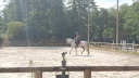 Gelding PRE Pure Spanish Bred For sale 2017 Grey