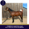 Entire Thoroughbred For sale 2025 Bay