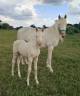 Mare PRE Pure Spanish Bred For sale 2026 Cream