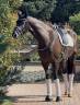 Gelding KWPN Dutch Warmblood For sale 2020 Dark Bay