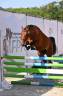 Mare French Saddle Pony For sale 2024 Bay