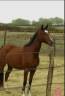 Mare French Saddle Pony For sale 2022 Bay