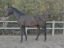 Gelding Westphalian  For sale 2022 Bay