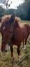 Colt Breton Heavy Draft For sale 2026 Chesnut