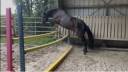 Gelding French Saddle Pony For sale 2023 Dark Bay