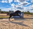 Filly Paint For sale 2025 Black