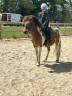 Gelding Belgian Riding Pony For sale 2020 Coloured