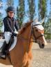 Gelding British Spotted Pony For sale 2015 Chesnut