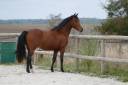 Entire German Riding Pony, Deutsches Reitpony For sale 2024 Bay