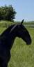 Filly Lusitano For sale 2025 Grey