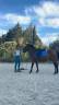 Mare No Origin Recorded For sale 2022 Bay