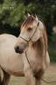 Entire PRE Pure Spanish Bred For sale 2024 Buckskin