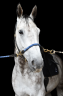 Gelding KWPN Dutch Warmblood For sale 2015 Grey