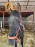 Colt PRE Pure Spanish Bred For sale 2024 Black