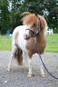 Mare No Origin Recorded For sale 2020 Coloured