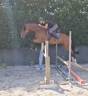 Gelding Zangersheide For entrust 2020 Bay
