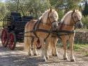 Mare Haflinger For sale 2014 Chesnut