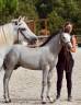 Colt Connemara For sale 2026 Grey