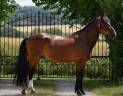 Gelding Connemara For sale 2019 Bay