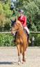 Mare sBs Belgian Warmblood For sale 2022 Chesnut