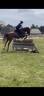 Mare French Saddle Pony For sale 2019 Chesnut