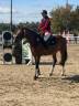 Gelding Hanoverian For sale 2022 Bay