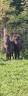 Filly No Origin Recorded For sale 2026 Chesnut