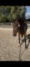Gelding sBs Belgian Warmblood For sale 2018 Bay