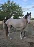 Entire French Saddle Pony For sale 2022 Grey