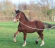 Gelding Welsh Pony (Section D), Welsh Cob For sale 2025 Bay