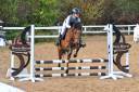 Gelding Origin Recorded For sale 2021 Bay