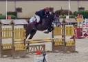 Gelding Zangersheide For sale 2021 Grey