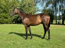 Mare English Thoroughbred For sale 2024 Bay