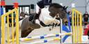 Gelding Origin Recorded For sale 2015 Coloured