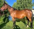 Broodmare Selle Fran&ccedil;ais For sale 2010 Bay
