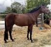 Gelding Selle Fran&ccedil;ais For sale 2022 Bay