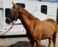 Mare French Saddle Pony For sale 2023 Chesnut