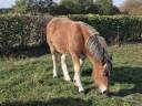 Filly Ardennes For sale 2026 Bay