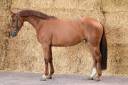 Mare Zangersheide For sale 2022 Chesnut