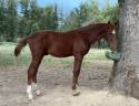 Colt Selle Fran&ccedil;ais For sale 2026 Liver chestnut