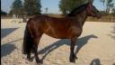 Mare Normandy Cob For sale 2010 Bay