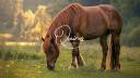 Equestrian property  